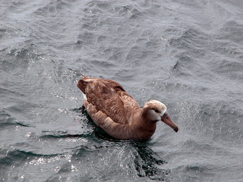 Albatross Visiting the Thompson