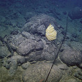 Surveying The Slopes of Axial Seamount