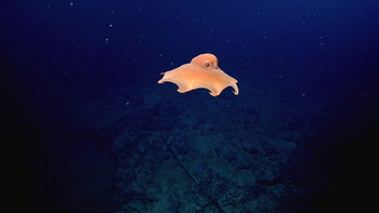 Dumbo Octopus at a Depth of 5728 feet
