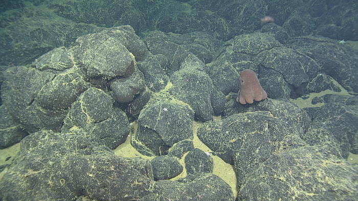 Dumbo Octopus rests on the lava
