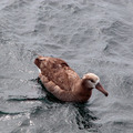 Albatross Visiting the Thompson