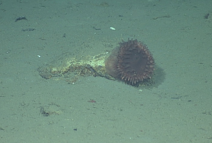 Unknown Deep Sea Anemone