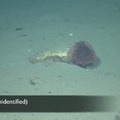 Unidentified Sea Anemone