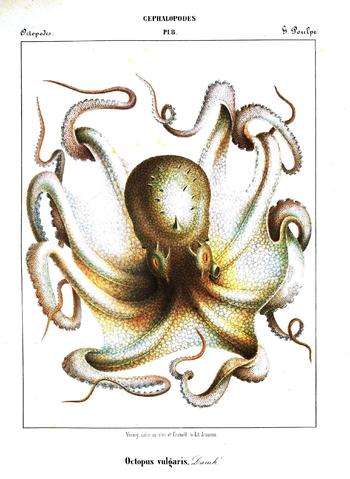 Octopus Vulgaris