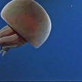Big Red Jellyfish Video 3 Axial Seamount