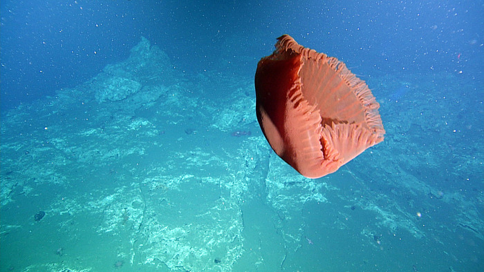 Big Red Jellyfish at Southern Hydrate Ridge