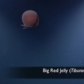 Big Red Jelly 1