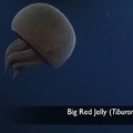 Big Red Jelly 2
