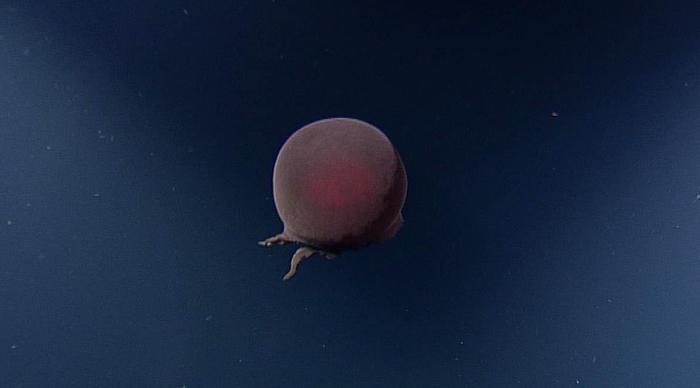 Big Red Jelly