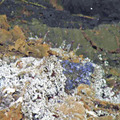 Blue Cilliates on the 2011 Lava Flow
