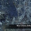 Blue Ciliates