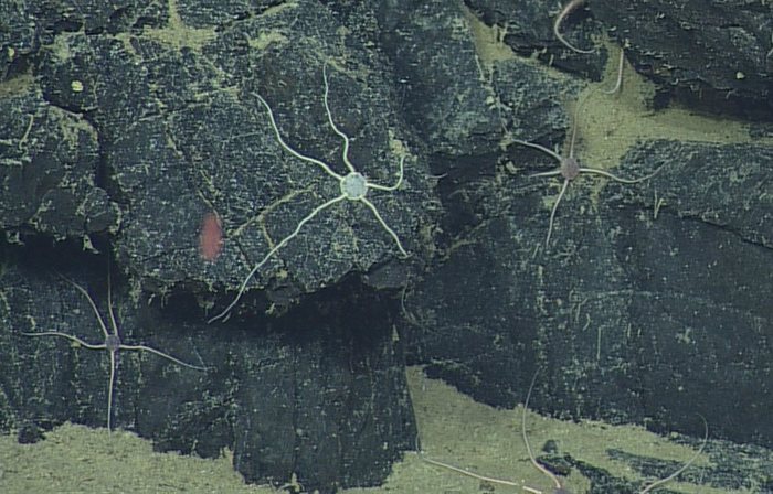 Unknown Brittle Star 2 on lava rock