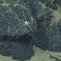 Unknown Brittle Star 2 on lava rock