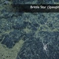 Brittle Star 1