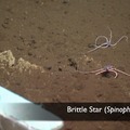 Brittle Star 2