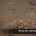 Brittle Star 3