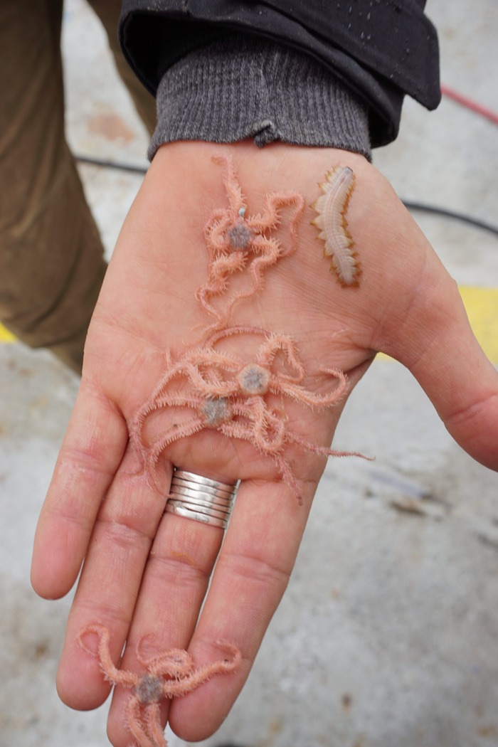 Brittle Stars and Scale Worms