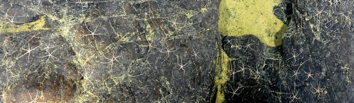 Spinophiura Brittle Stars on lobate lavas