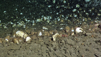 Clams with Symbionts