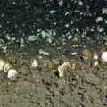 Clams with Symbionts