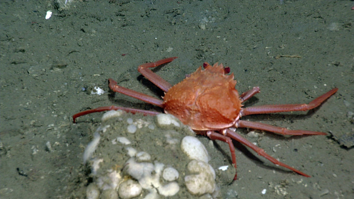 Crab at Southern Hydrate RIdge