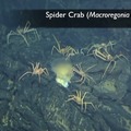 Spider Crab 2