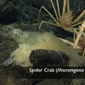 Spider Crab 3