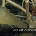 Spider Crab 4