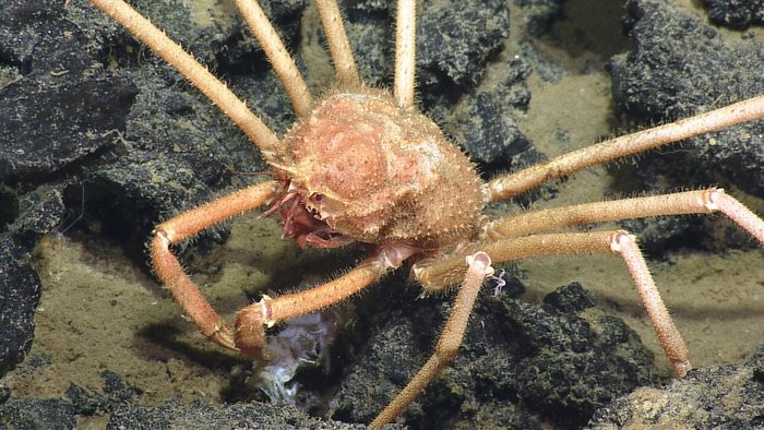 Spider Crab at Axial Seamount