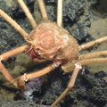 Spider Crab at Axial Seamount