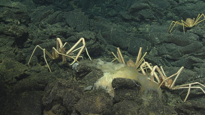 Spider Crabs dine at a deep sea buffet