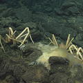 Spider Crabs dine at a deep sea buffet