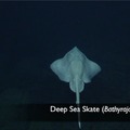 Deep Sea Skate