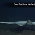 Deep Sea Skate 2