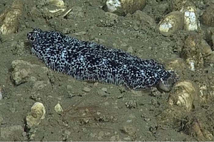 Deep Sea Sole Resting in Sediment