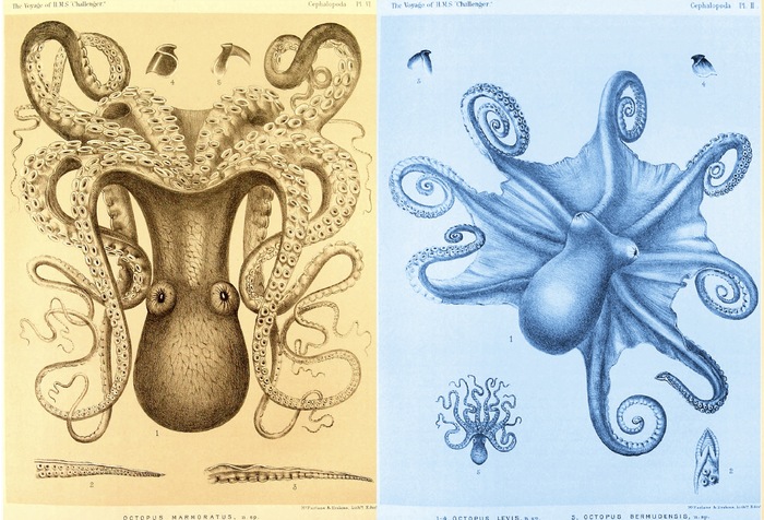 Challenger Octopus