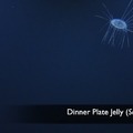 Dinner Plate Jelly 1