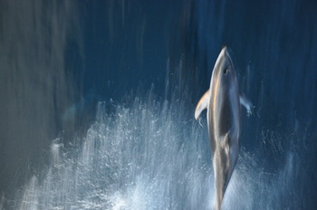 Dolphin Playing in the Bow Wake