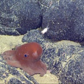 Dumbo Octopus Video 3 at Axial Seamount