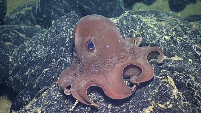 Dumbo Octopus on a lobate flow