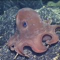 Dumbo Octopus on a lobate flow