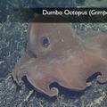 Dumbo Octopus 1