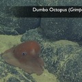 Dumbo Octopus 2