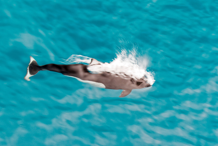 Dall Porpoise at Play