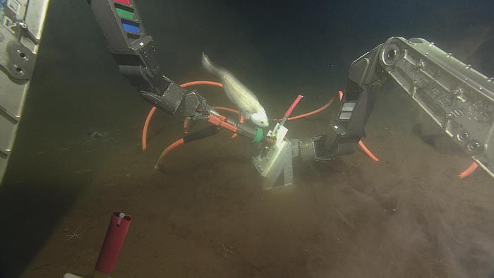 Fish Investigating Deep Sea Operations