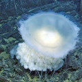 Fried Egg JellyFish Video Jelly 4 Axial Seamount