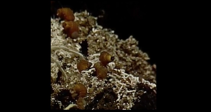 Glob Snails on Escargot Vent Closeup