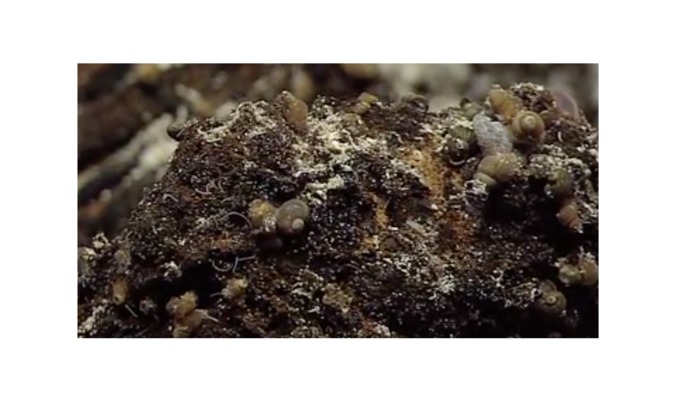 Glob Snails on Escargot Vent