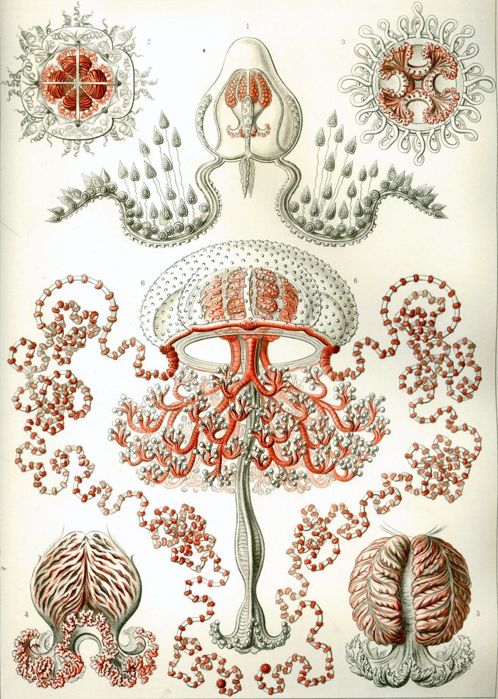 Haeckel Anthomedusa