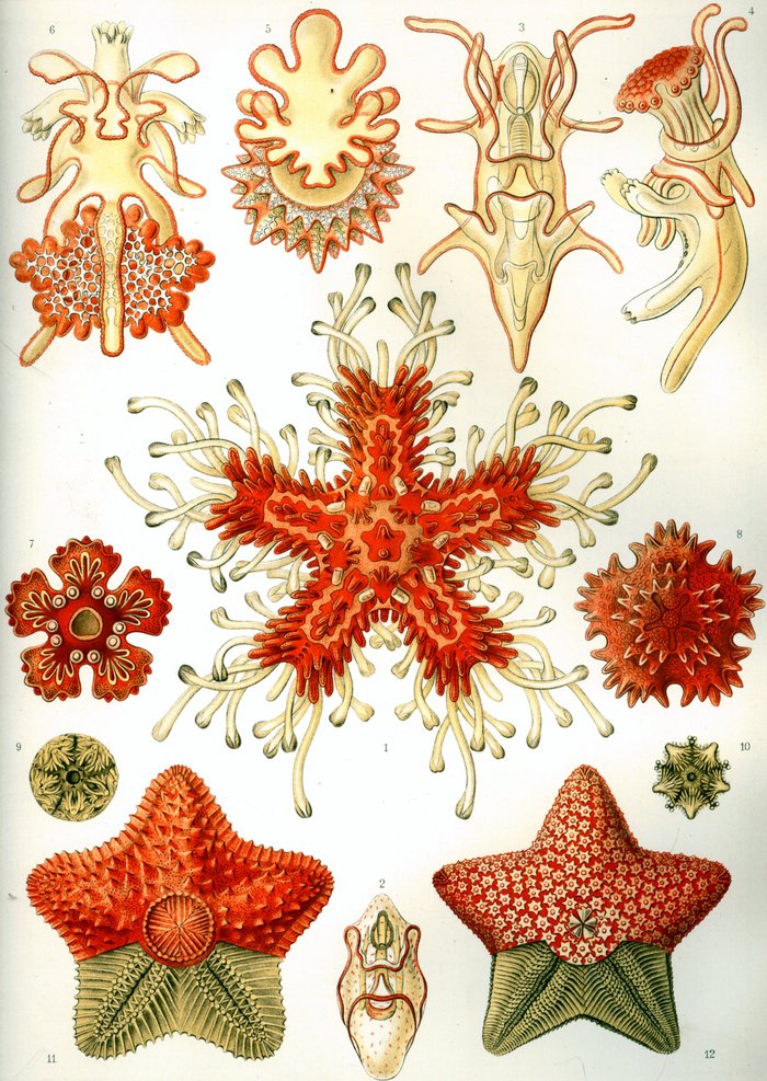 Haeckel Asteridea